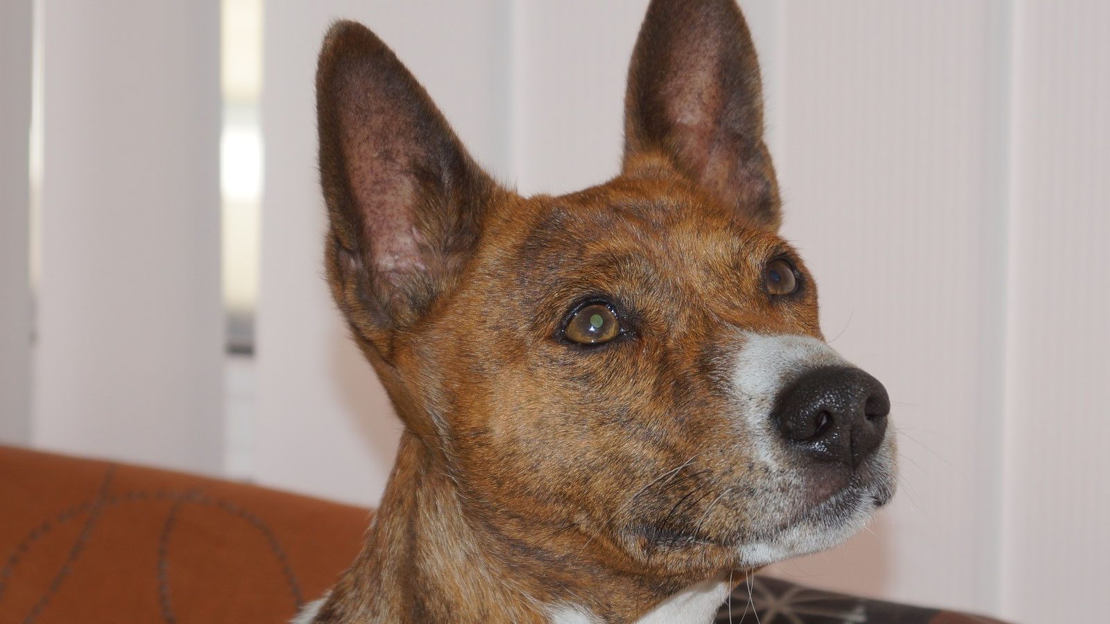 Aufmerksamer Basenji im Behandlungsraum