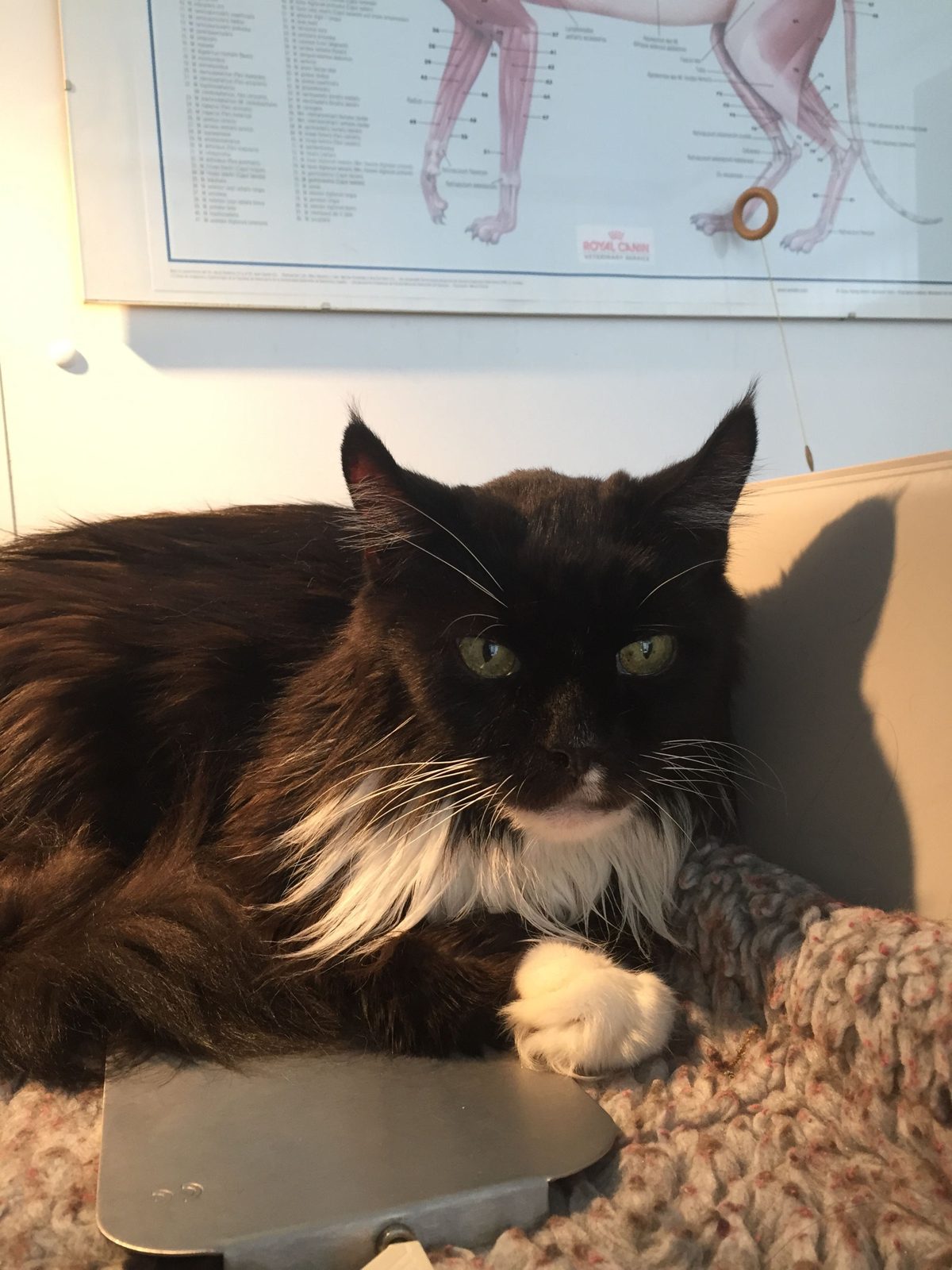 Langhaarige Katze liegt ruhig auf einem Kissen in der Praxis