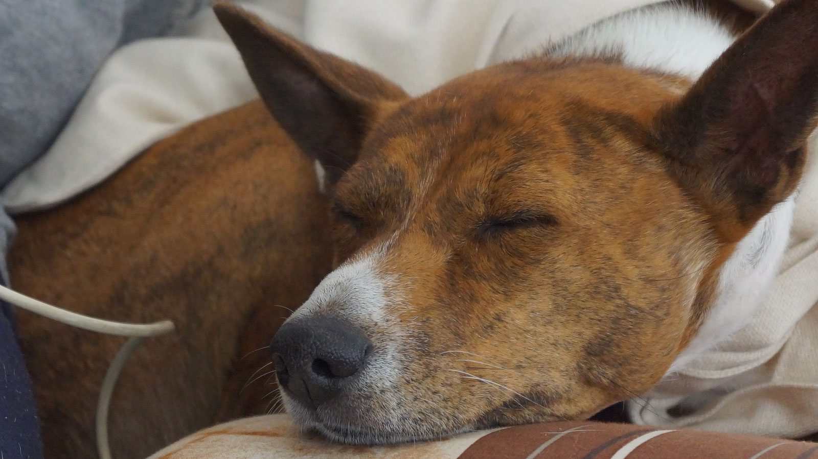 Hund schläft während der Behandlung tief und friedlich