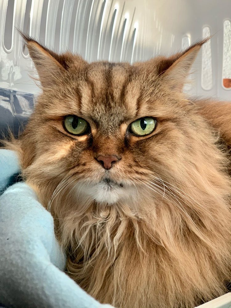 Langhaarige Katze mit grünen Augen