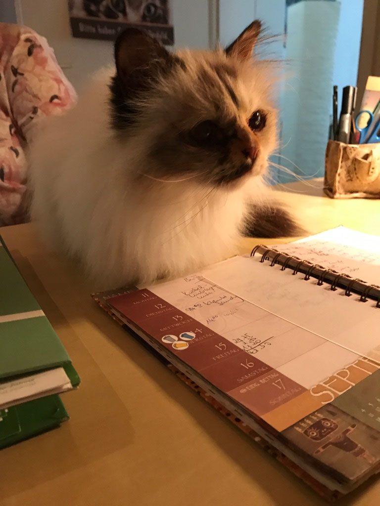Katze liegt auf dem Schreibtisch in der Praxis