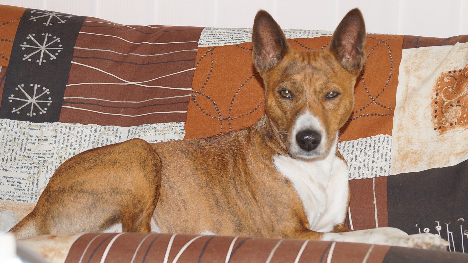 Basenji ruht entspannt auf einer Decke im Wartebereich