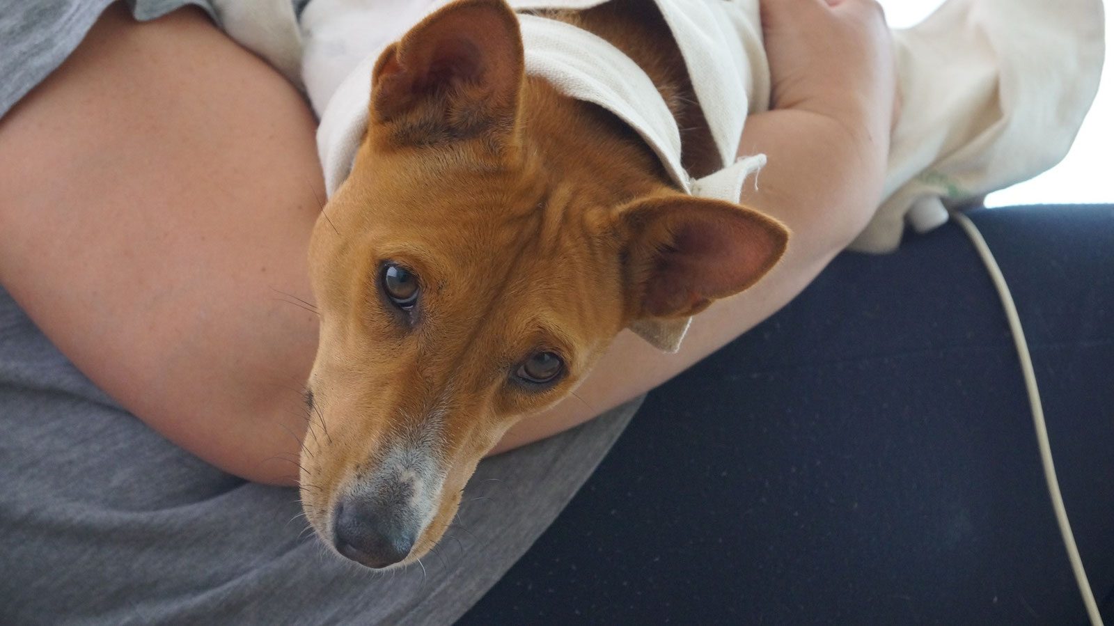 Ein Basenji kuschelt sich während der Behandlung in den Arm