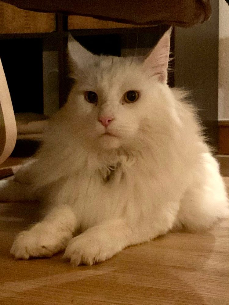 Weiße Langhaarkatze ruht entspannt
