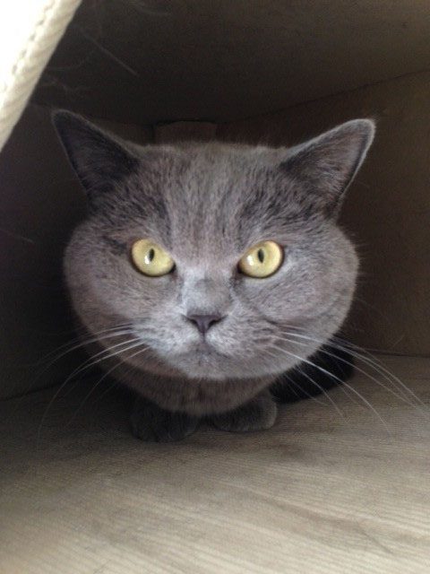 Graue Kartäuserkatze blickt in die Kamera