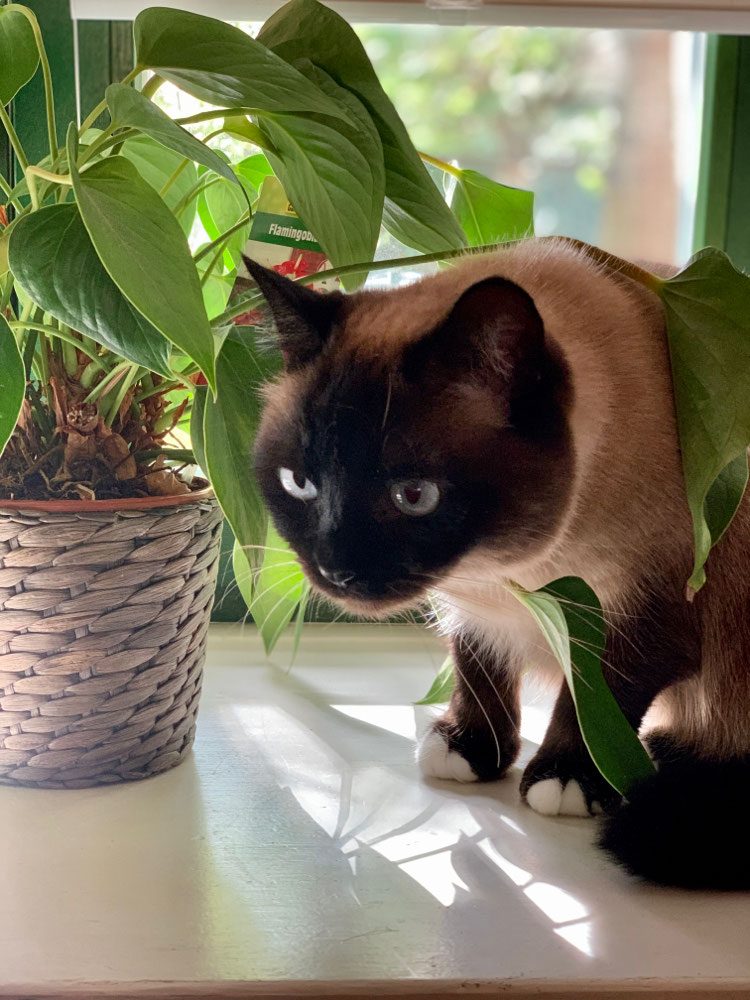 Siamkatze zwischen Pflanzen am Fenster