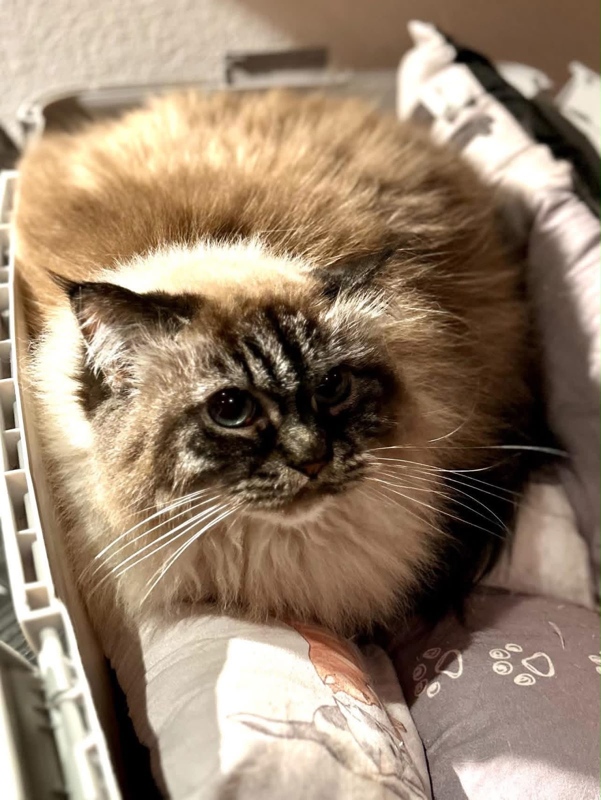 Langhaarige Katze schaut neugierig aus der Tragebox