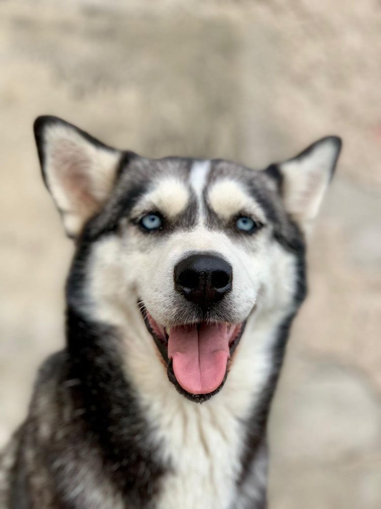 Portrait eines Huskys