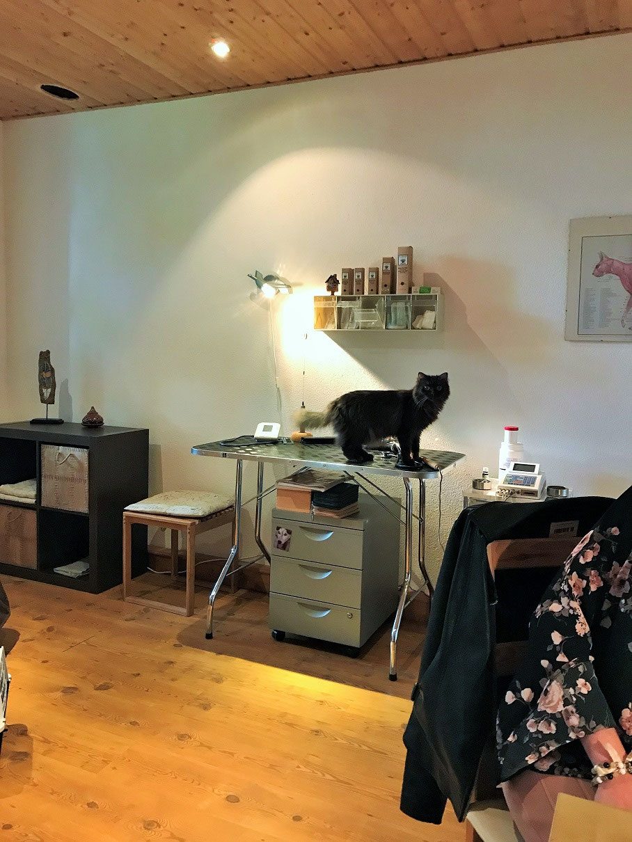 Schwarze Katze erkundet den Praxisraum