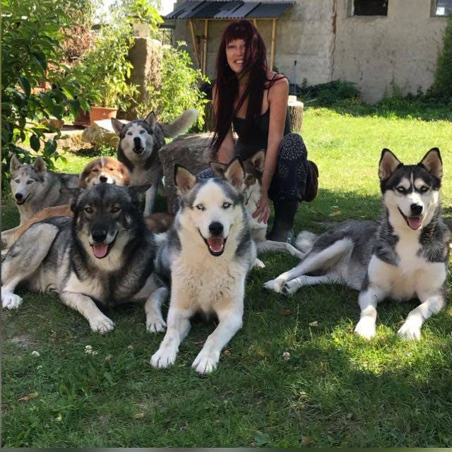 Das Husky-Rudel liegt gemeinsam auf der Wiese