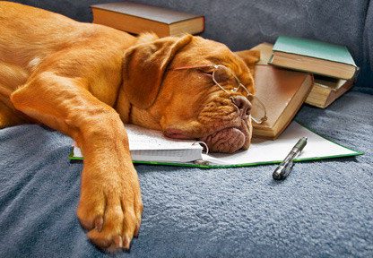 Bordeauxdogge liegt müde auf einem Buch