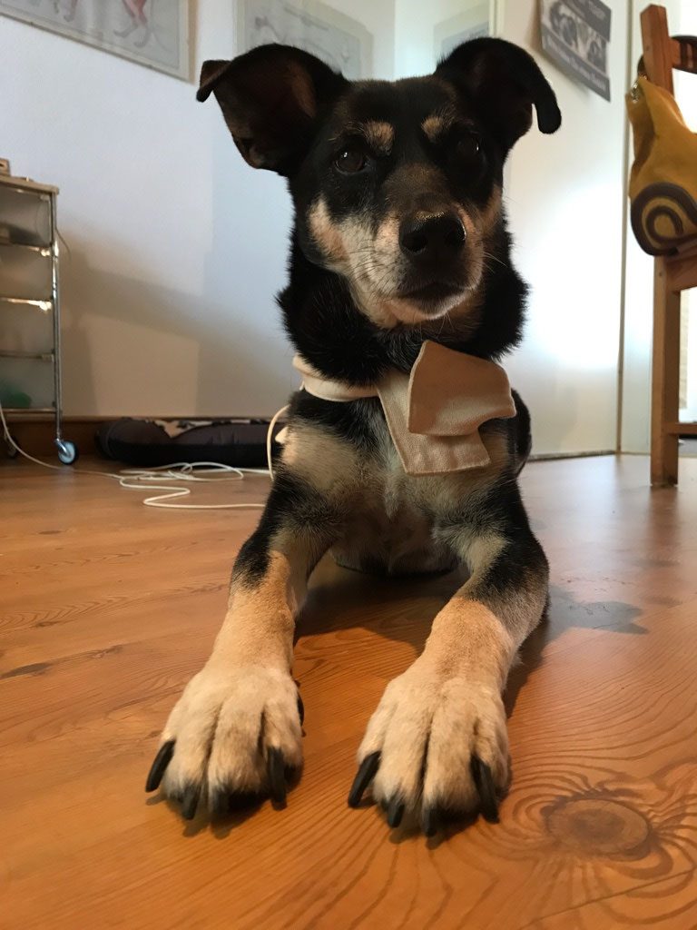 Hund liegt ruhig auf dem Holzboden der Praxis